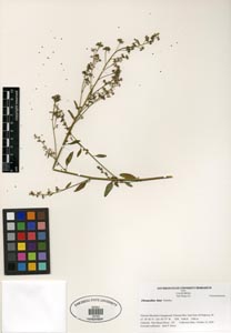 Herbarium Sheet of SDSU 19742